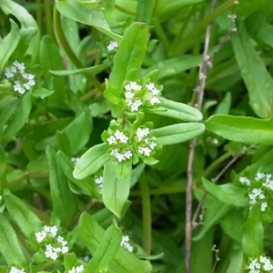 Photographie n°743511 du taxon Valerianella locusta (L.) Laterr. [1821]