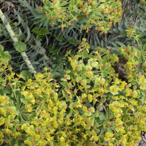 Photographie n°743600 du taxon Euphorbia rigida M.Bieb. [1808]