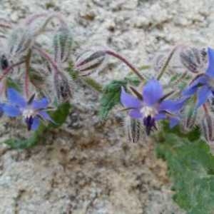 Photographie n°743626 du taxon Borago officinalis L. [1753]