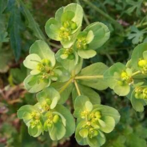 Photographie n°743628 du taxon Euphorbia serrata L. [1753]