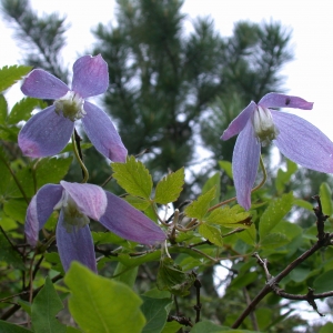 Photographie n°743680 du taxon Clematis alpina (L.) Mill. [1768]