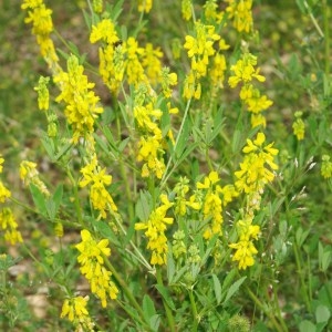 Photographie n°743691 du taxon Melilotus officinalis (L.) Lam. [1779]