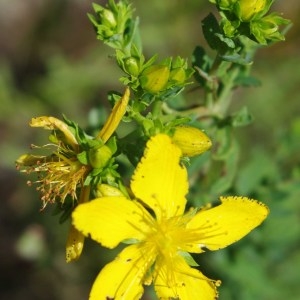 Photographie n°743695 du taxon Hypericum perforatum L. [1753]