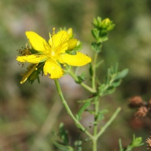 Photographie n°743697 du taxon Hypericum perforatum L. [1753]