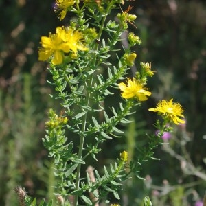 Photographie n°743698 du taxon Hypericum perforatum L. [1753]