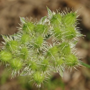 Photographie n°743704 du taxon Orlaya grandiflora (L.) Hoffm. [1814]