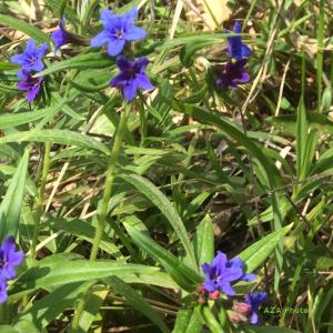 Photographie n°743751 du taxon Buglossoides purpurocaerulea (L.) I.M.Johnst. [1954]
