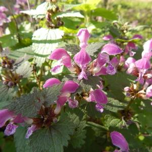 Photographie n°743787 du taxon Lamium maculatum (L.) L. [1763]