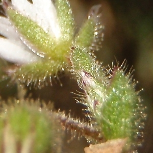 Photographie n°744000 du taxon Cerastium pumilum Curtis [1777]