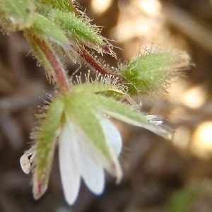 Photographie n°744001 du taxon Cerastium pumilum Curtis [1777]