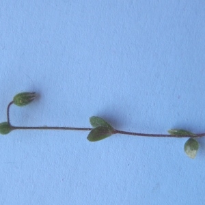 Photographie n°744002 du taxon Cerastium pumilum Curtis [1777]