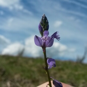 Photographie n°744055 du taxon Polygala vulgaris L. [1753]