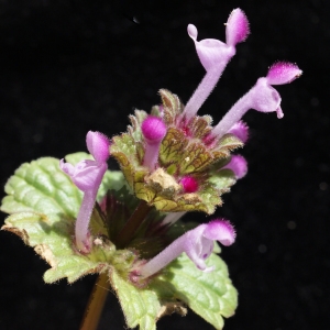 Photographie n°744088 du taxon Lamium amplexicaule L.