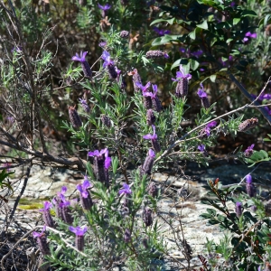 Photographie n°744134 du taxon Lavandula stoechas L. [1753]