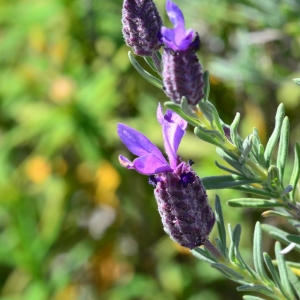 Photographie n°744135 du taxon Lavandula stoechas L. [1753]