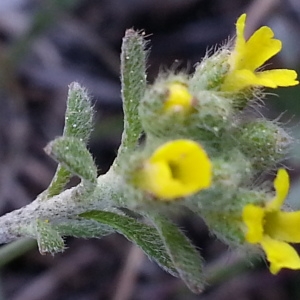 Photographie n°744159 du taxon Alyssum alyssoides (L.) L. [1759]