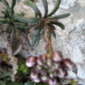 Photographie n°744164 du taxon Iberis saxatilis L. [1756]