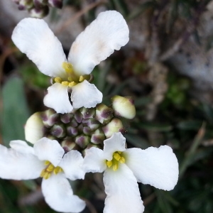 Photographie n°744170 du taxon Iberis saxatilis L. [1756]