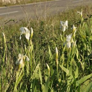 Photographie n°744173 du taxon Iris albicans Lange [1860]