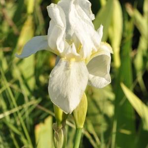 Photographie n°744174 du taxon Iris albicans Lange [1860]