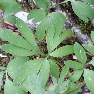 Photographie n°744177 du taxon Corydalis solida (L.) Clairv. [1811]