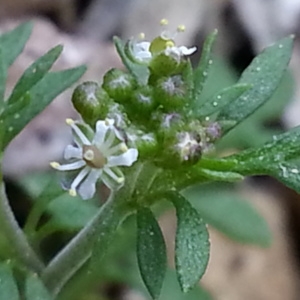 Photographie n°744180 du taxon Hornungia petraea (L.) Rchb. [1838]