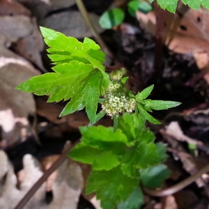 Photographie n°744200 du taxon Sanicula europaea L. [1753]