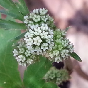 Photographie n°744202 du taxon Sanicula europaea L. [1753]