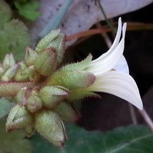 Photographie n°744220 du taxon Saxifraga granulata L. [1753]