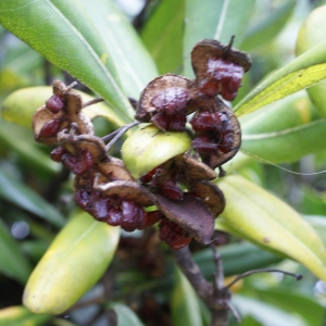 Photographie n°744291 du taxon Pittosporum tobira (Thunb.) W.T.Aiton [1811]