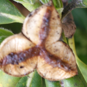 Photographie n°744294 du taxon Pittosporum tobira (Thunb.) W.T.Aiton [1811]