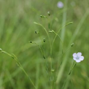 Photographie n°744307 du taxon Linum L. [1753]