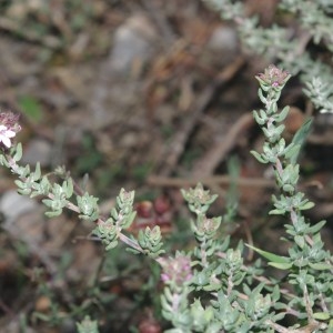 Photographie n°744366 du taxon Thymus vulgaris subsp. vulgaris