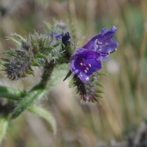 Photographie n°744377 du taxon Echium vulgare L. [1753]