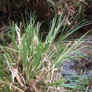 Photographie n°744408 du taxon Carex paniculata L. [1755]