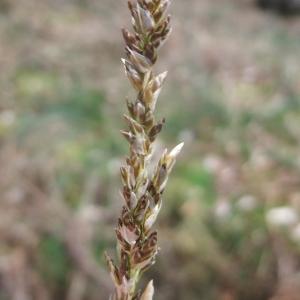 Photographie n°744410 du taxon Carex paniculata L. [1755]