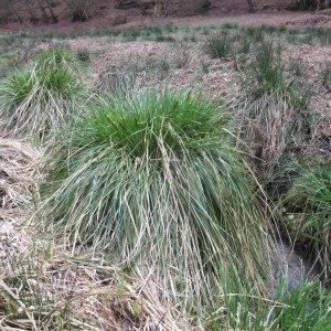 Photographie n°744414 du taxon Carex paniculata L. [1755]