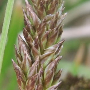 Photographie n°744416 du taxon Carex paniculata L. [1755]