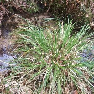 Photographie n°744419 du taxon Carex paniculata L. [1755]