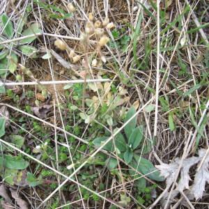 Photographie n°744420 du taxon Holosteum umbellatum L.