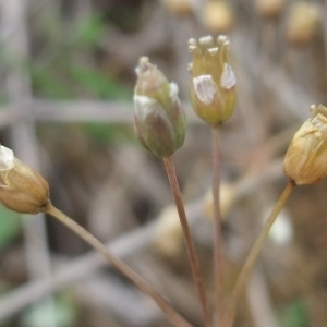 Photographie n°744425 du taxon Holosteum umbellatum L.