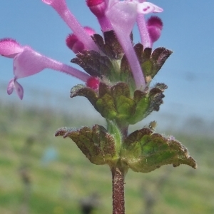 Photographie n°744429 du taxon Lamium amplexicaule L.