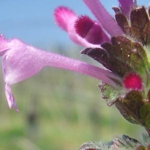 Photographie n°744436 du taxon Lamium amplexicaule L.