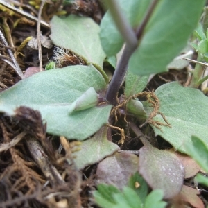 Photographie n°744444 du taxon Microthlaspi perfoliatum (L.) F.K.Mey.