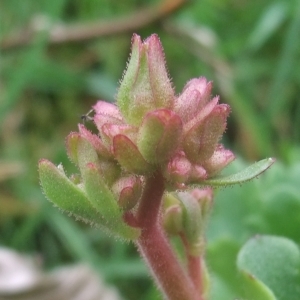 Photographie n°744453 du taxon Saxifraga granulata L. [1753]