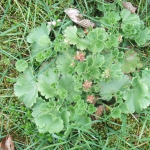 Photographie n°744460 du taxon Saxifraga granulata L. [1753]