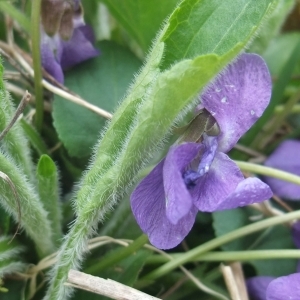 Photographie n°744468 du taxon Viola hirta L. [1753]