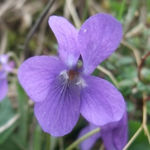 Photographie n°744474 du taxon Viola hirta L. [1753]