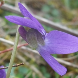 Photographie n°744475 du taxon Viola hirta L. [1753]