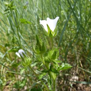 Photographie n°744501 du taxon Malva setigera Spenn.